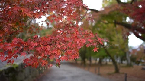 Selective focus on autumn leave Stock Footage 98991536