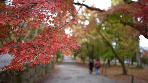 Selective focus on autumn leaves Stock Footage 98991516