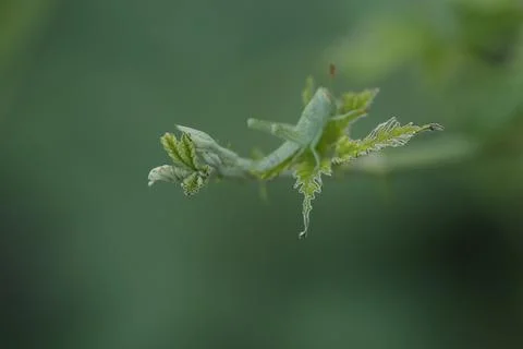 Selective focus background on the edge of green leaves Stock Photos