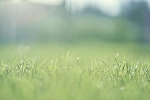 Selective focus on a background with green grass. Garden with bright grass used Stock Photos