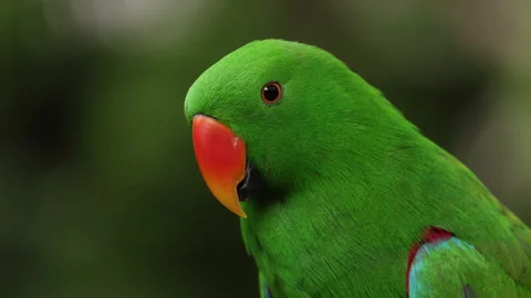 Selective focus background. Green Parrot on the in morning light- single parrot Stock Footage 308386211