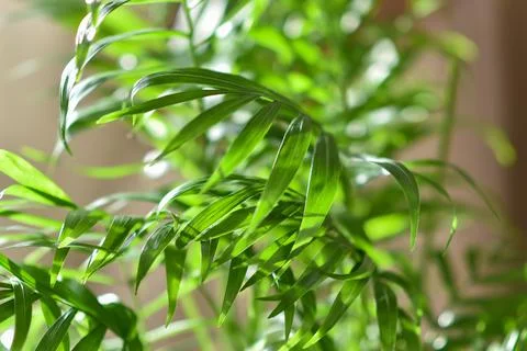Selective focus. Background of green tropical leaves by the rays of the sun Stock Photos