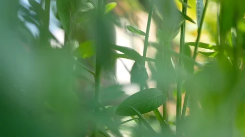 Selective focus background of Indian or Sunn hemp, Crotalaria Juncea Stock Footage 103551659