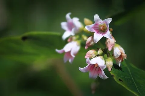 Selective focus background of spreading dogbane flowers Stock Photos