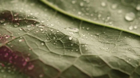 Selective focus of background texture green leaf structure macro Stock Footage 284082398