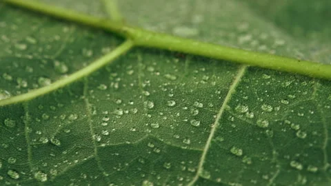 Selective focus of background texture green leaf structure macro Stock Footage 284085899