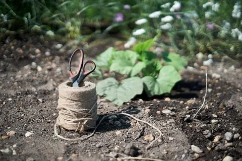 Selective focus on ball of jute string with scissors in blurred garden back.. Stock Photos
