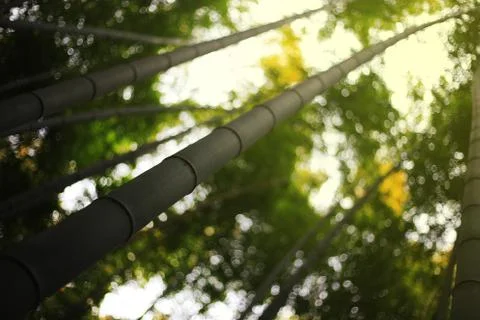 Selective focus bamboo trunk shooting into the sky with bamboo forest backgro Stock Photos