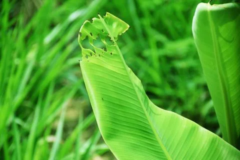 Selective focus of banana leaf Stock Photos