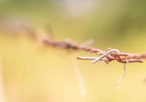 Selective focus barbed wire fence Rust wire fence stock image. Image of fen.. Stock Photos