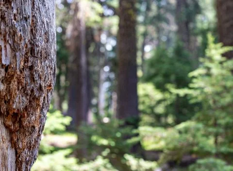 Selective focus on bark on a fire damaged dead coniferous tree in Crater Lake Stock Photos
