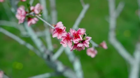 Selective focus of beautiful branches of pink Cherry blossoms on the tree Video stock 238916952