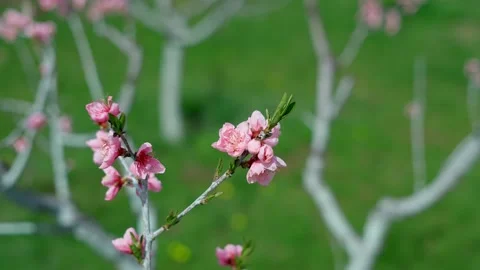 Selective focus of beautiful branches of pink Cherry blossoms on the tree Stock-Footage 238916961