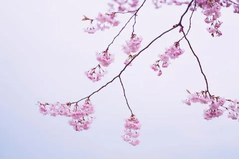 Selective focus of beautiful branches of pink Cherry blossoms Stock Photos