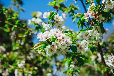 Selective focus of beautiful branches of pink Cherry blossoms on the tree under Stock-Fotos