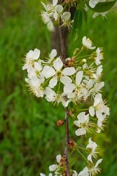 Selective focus of beautiful branches of pink Cherry blossoms on the tree u.. Stock Photos