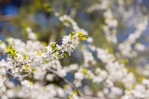Selective focus of beautiful branches of white Cherry blossoms on the tree under Stock Photos