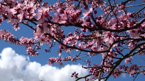 Selective focus on beautiful cherry and plum trees in blossom during springtime 스톡 동영상 348611407