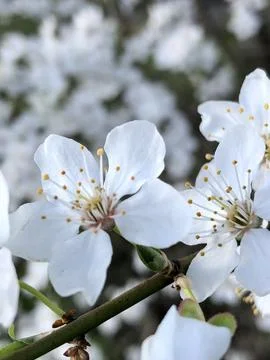 Selective focus of Beautiful cherry blossom 库存照片