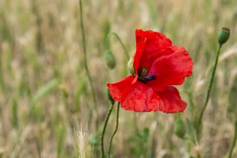Selective focus of the beautiful common red poppy flower Stock Photos