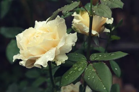 Selective focus. Beautiful flower White rose in the garden. Stock Photos