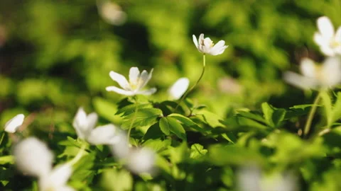 Selective focus of beautiful fresh white flowers at spring morning day Stock Footage 237617668