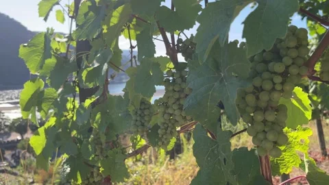 Selective focus on beautiful grape-growing hills throughout the rhine valley Stock Footage 344801945