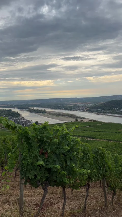 Selective focus beautiful grapevine rows following the contours of rdesheim.. Stock Footage 345150006