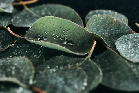 Selective focus of beautiful green eucalyptus with dew drops Stock Photos