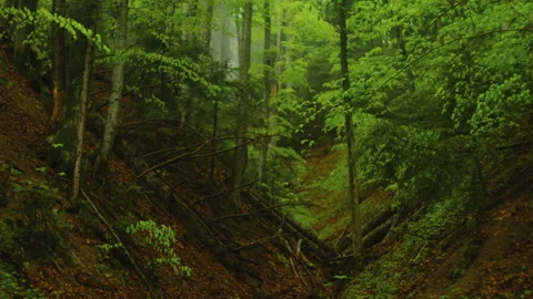 Selective focus of beautiful green forest during calm rain at spring time Stock Footage 326891911