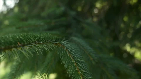 Selective focus of beautiful green spruce tree. Afforestation and forest concept Stock Footage 247321674
