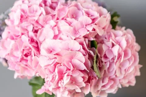 Selective focus. beautiful hydrangea flowers in a vase on a table . Bouquet of Stock Photos