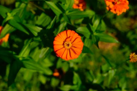 Selective focus of beautiful orange flower. Shallow DOF Stock Photos