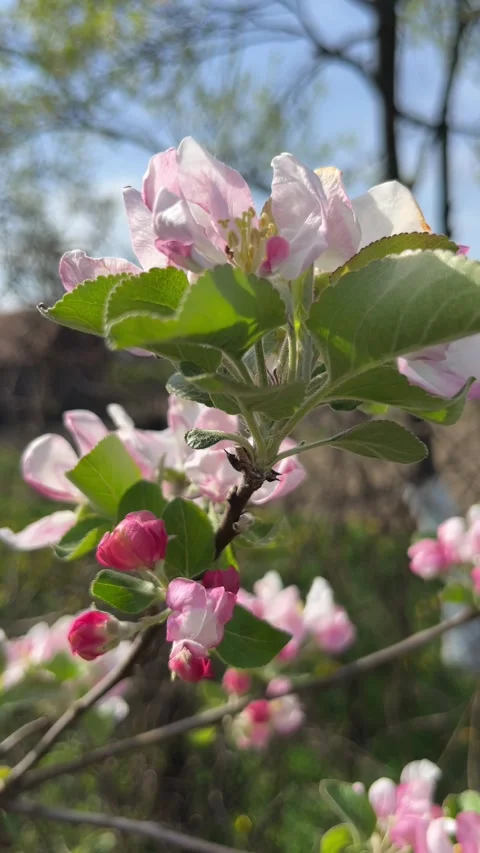 Selective focus beautiful pink apple blossom branch in spring Stock Footage 334328461