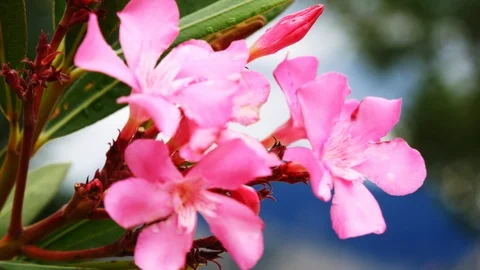 Selective focus of beautiful pink oleander flower in a park, Nerium oleander Stock Footage 95724309