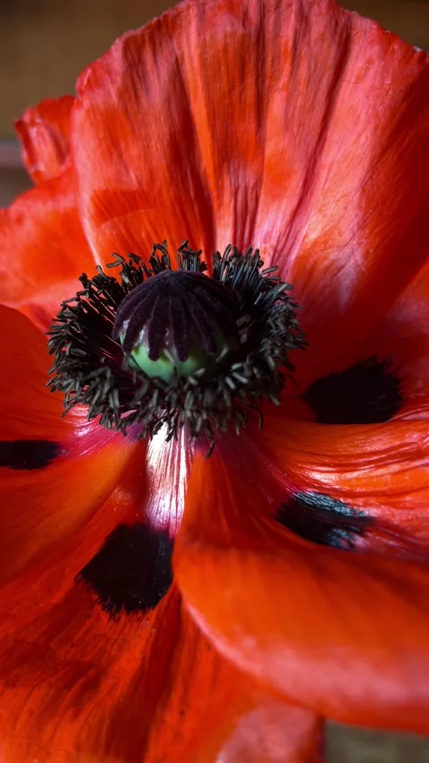 Selective focus beautiful red poppy flower Stock Footage 335589931