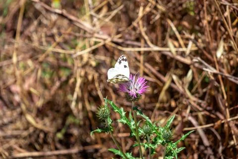Selective focus on beautiful small white cabbage butterfly (Pieris rapae) o.. Stock Photos