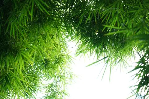 Selective focus beautiful texture of bamboo green leaves on isolated Stock Photos