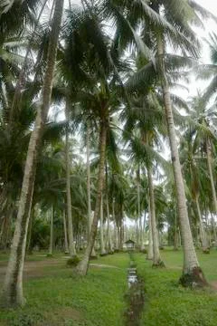 Selective focus of a beautiful view of a coconut farm. Stock Photos