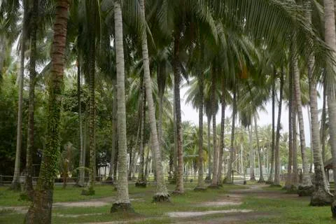 Selective focus of a beautiful view of a coconut farm. Stock Photos