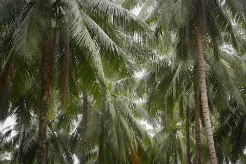 Selective focus of a beautiful view of a coconut farm. Stock Photos