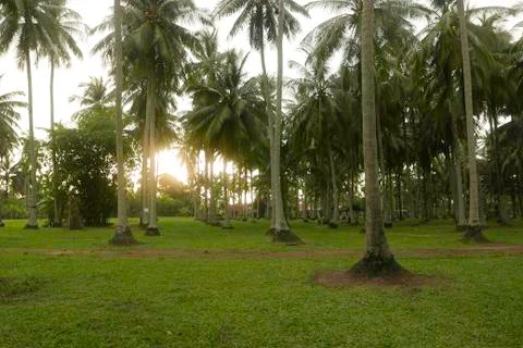 Selective focus of a beautiful view of a coconut farm. 写真素材