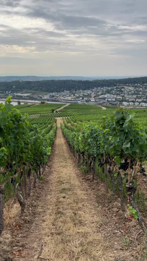 Selective focus beautiful vineyard rows climbing the hills above rdesheim Stock Footage 345149736
