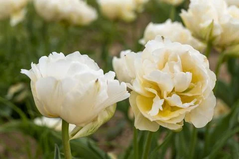Selective focus of beautiful white tulips with green leaves Stock Photos