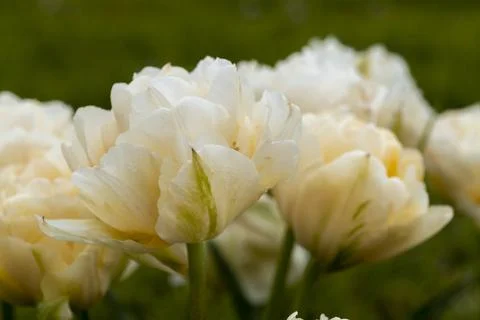 Selective focus of beautiful white tulips with green leaves Stock Photos