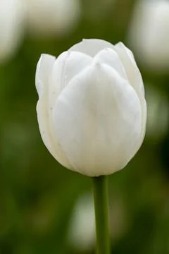 Selective focus of beautiful white tulips with green leaves Stock Photos
