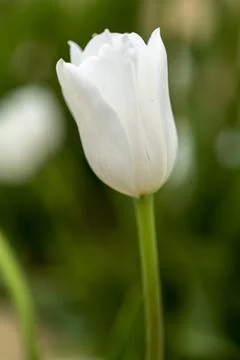 Selective focus of beautiful white tulips with green leaves Stock Photos