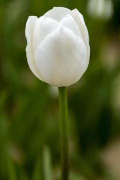 Selective focus of beautiful white tulips with green leaves Stock Photos