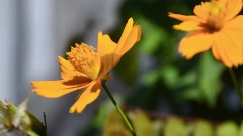 Selective focus of beautiful yellow flower Stock Footage 238740767