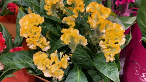 Selective focus beautiful yellow flower arrangement Stock Footage 344954947